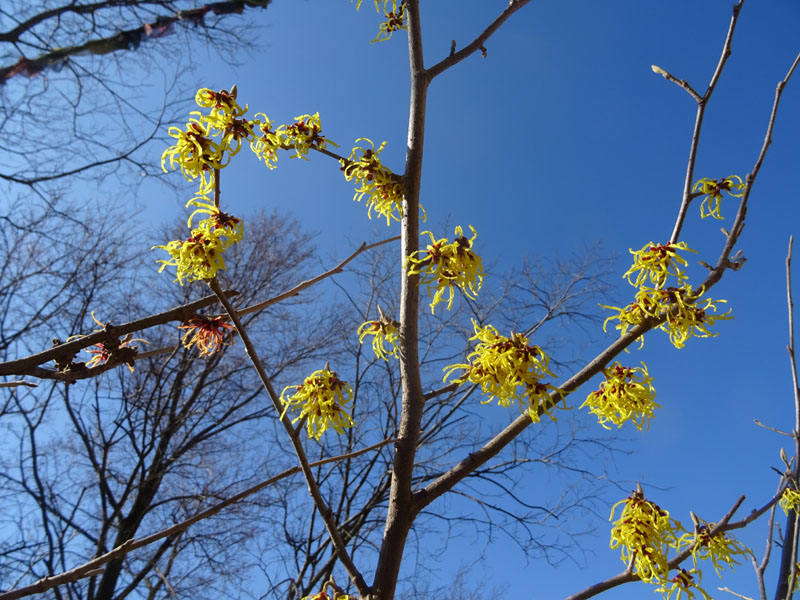 Hamamelis sp.